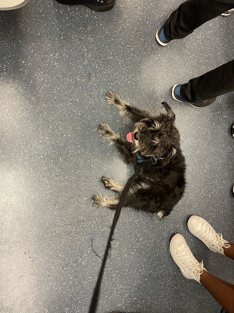 Woof Woof's Budgeting and Health Lessons for Humans